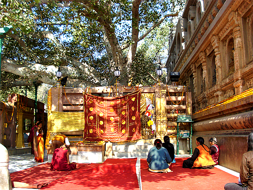 Au pied de l'arbre de l'Eveil, Bodh Gaya, Inde