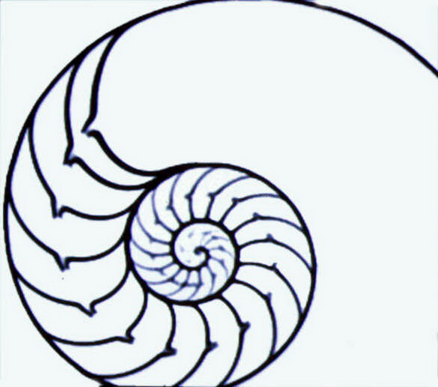 Le nautile, symbole de Volutes